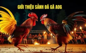 Sảnh Gà AOG – Đỉnh Cao Giải Trí Cá Cược Đá Gà Trực Tuyến