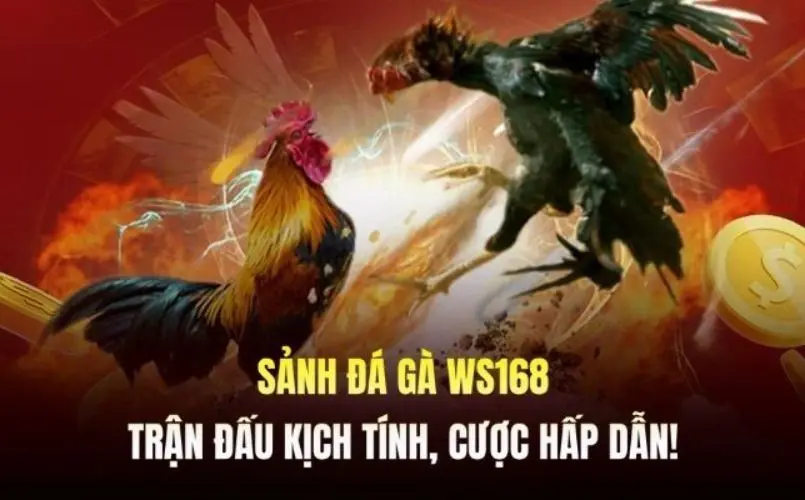 Sảnh Gà WS168 – Điểm Đến Cho Người Đam Mê Đá Gà Trực Tuyến